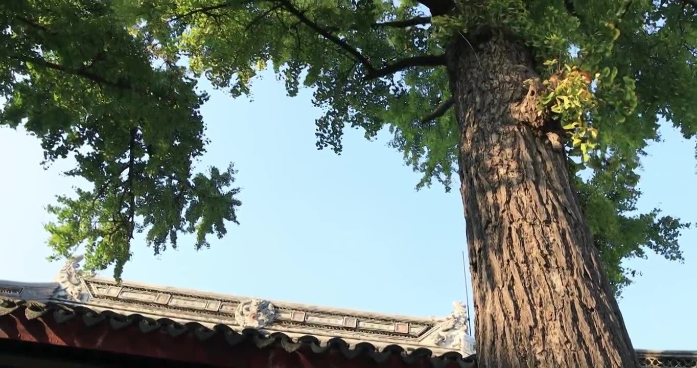 阳光寺院古建筑古银杏 秋天苏州定慧寺古树视频素材