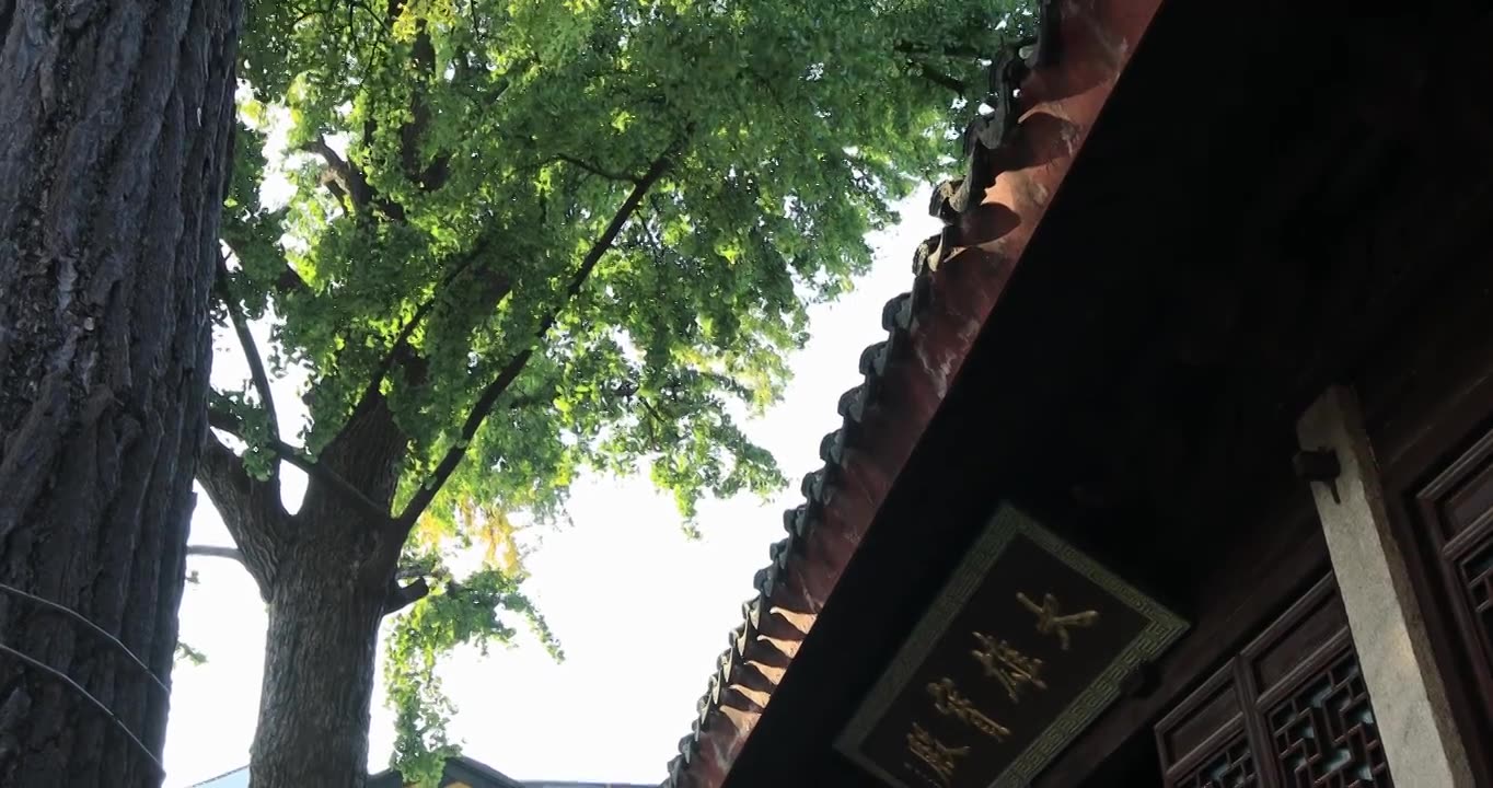 阳光寺院古建筑古银杏 秋天苏州定慧寺古树视频素材