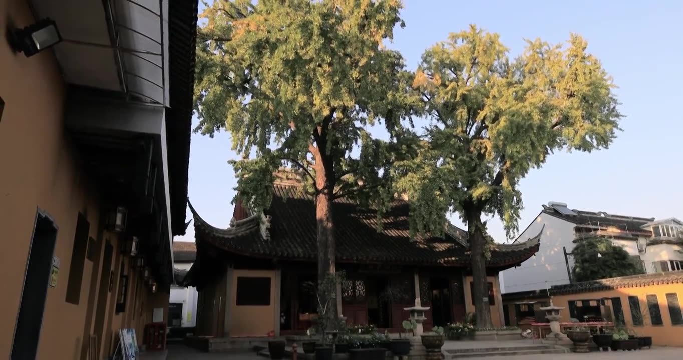 阳光寺院古建筑古银杏 秋天苏州定慧寺古树视频素材