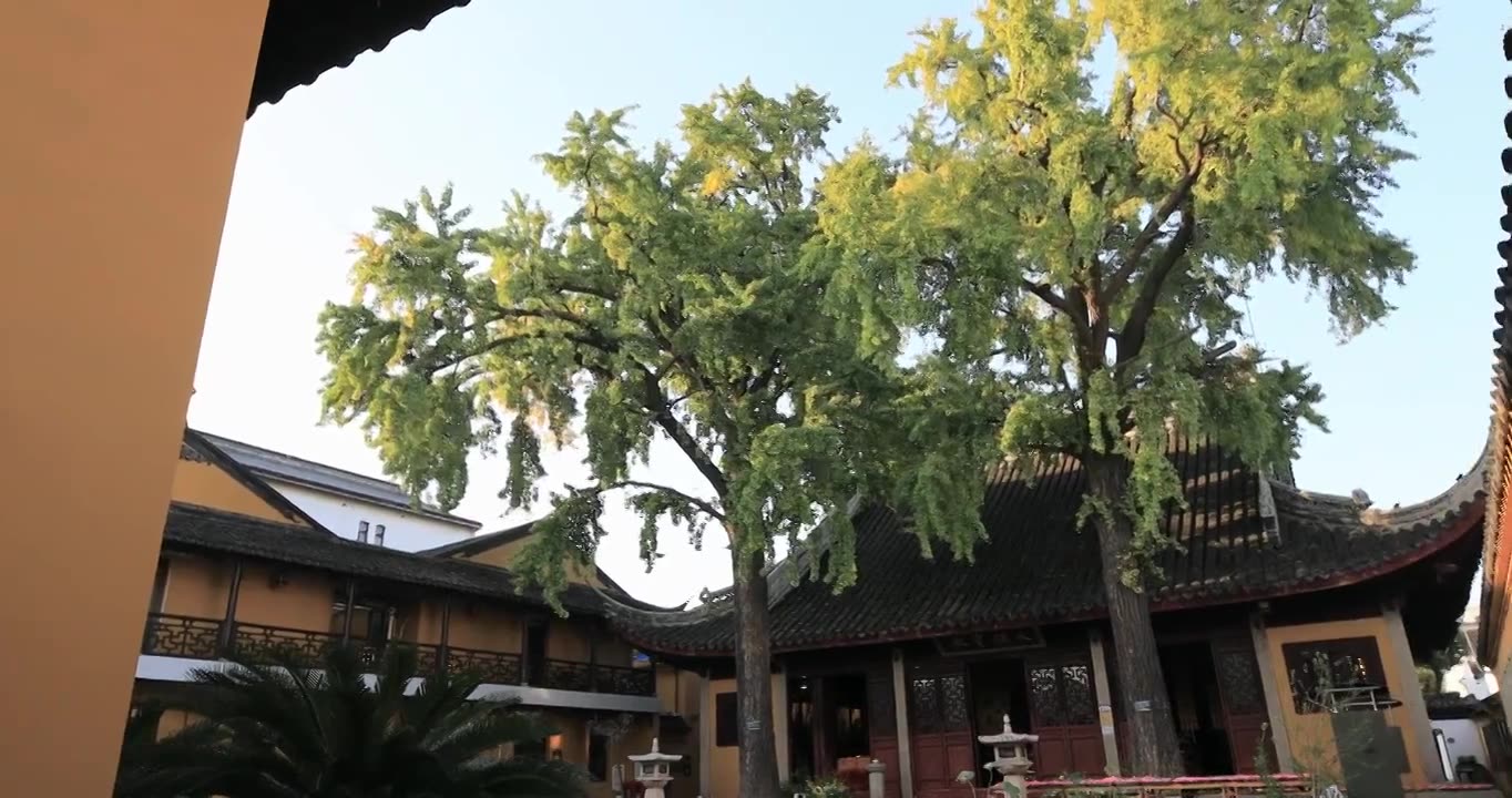 阳光寺院古建筑古银杏 秋天苏州定慧寺古树视频素材