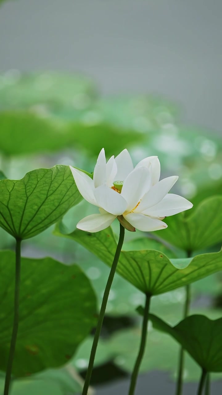 荷花特写视频素材