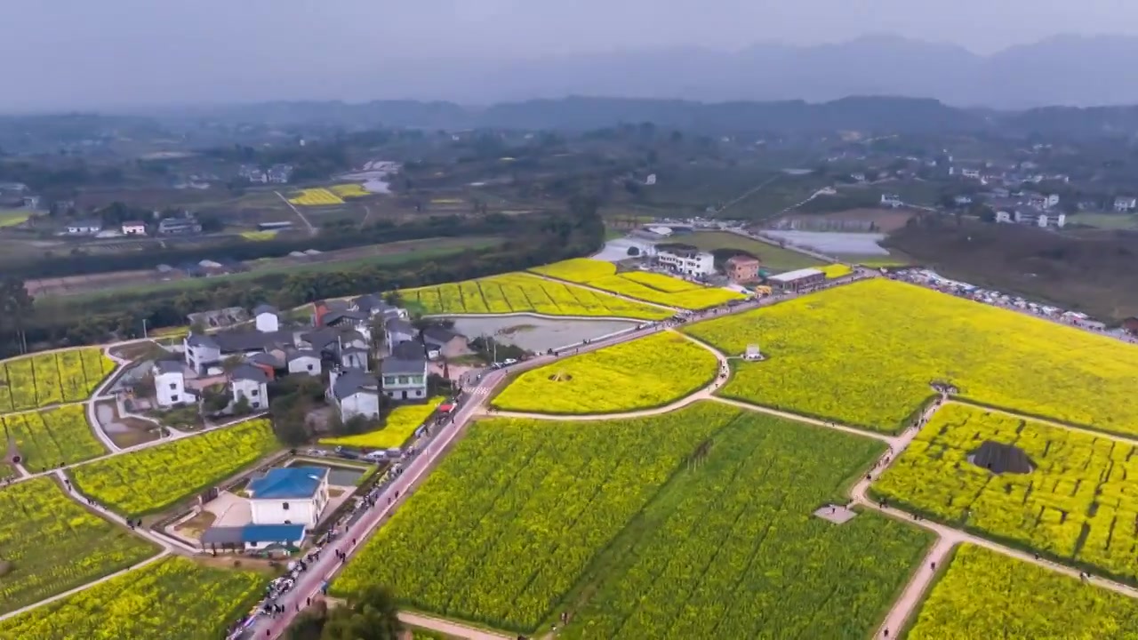 6K30P重庆七塘油菜花田航拍延时视频视频素材