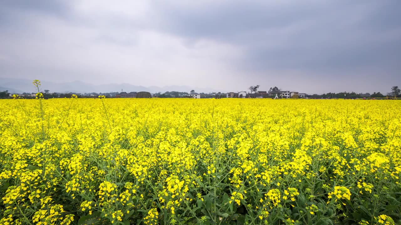 8K30P重庆七塘油菜花田风光延时视频视频素材