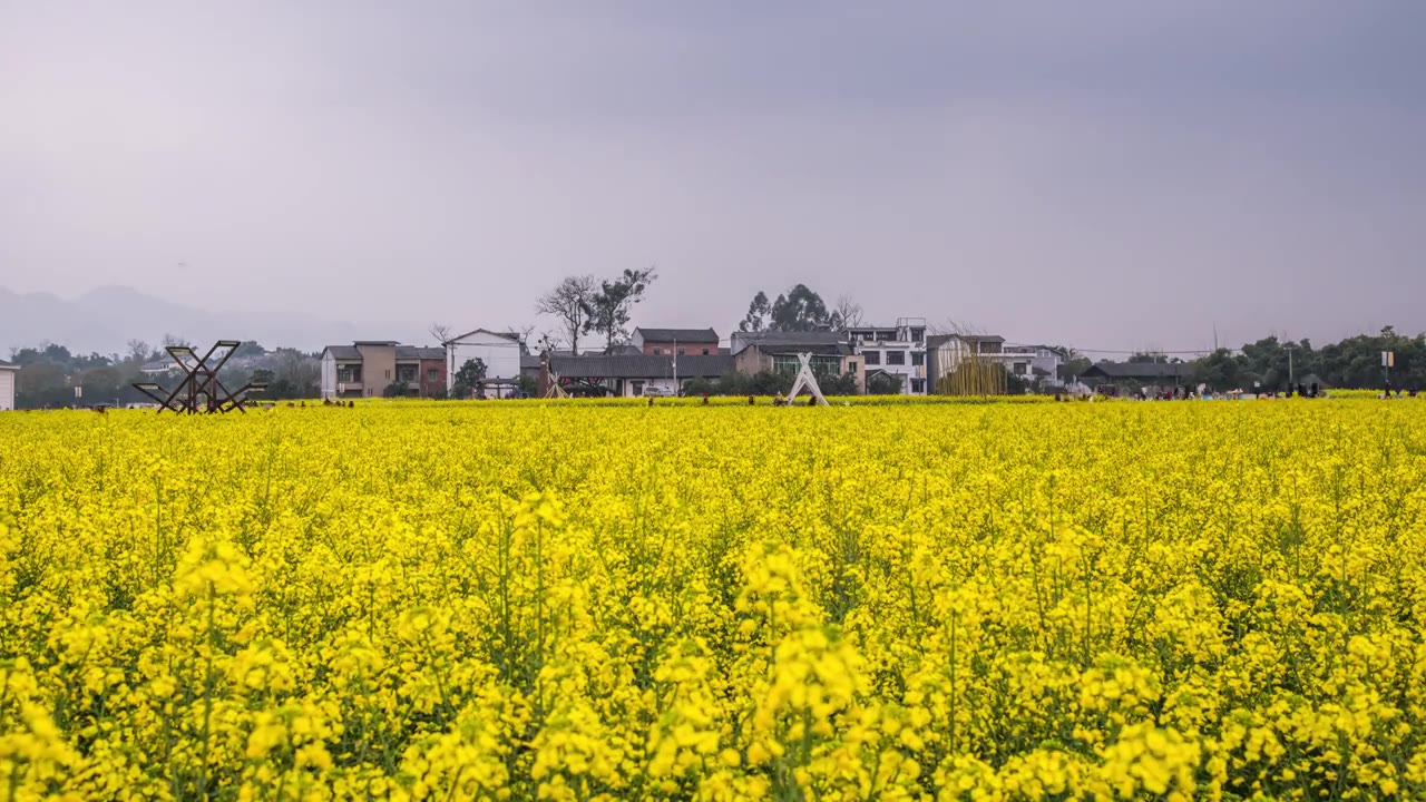 8K30P重庆七塘油菜花田风光延时视频视频素材