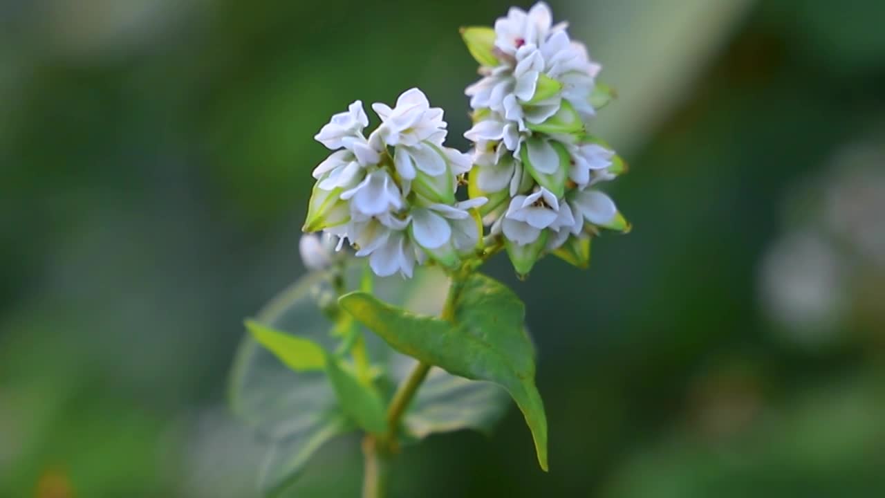 贵州省威宁县草海景区荞花盛开花朵视频下载