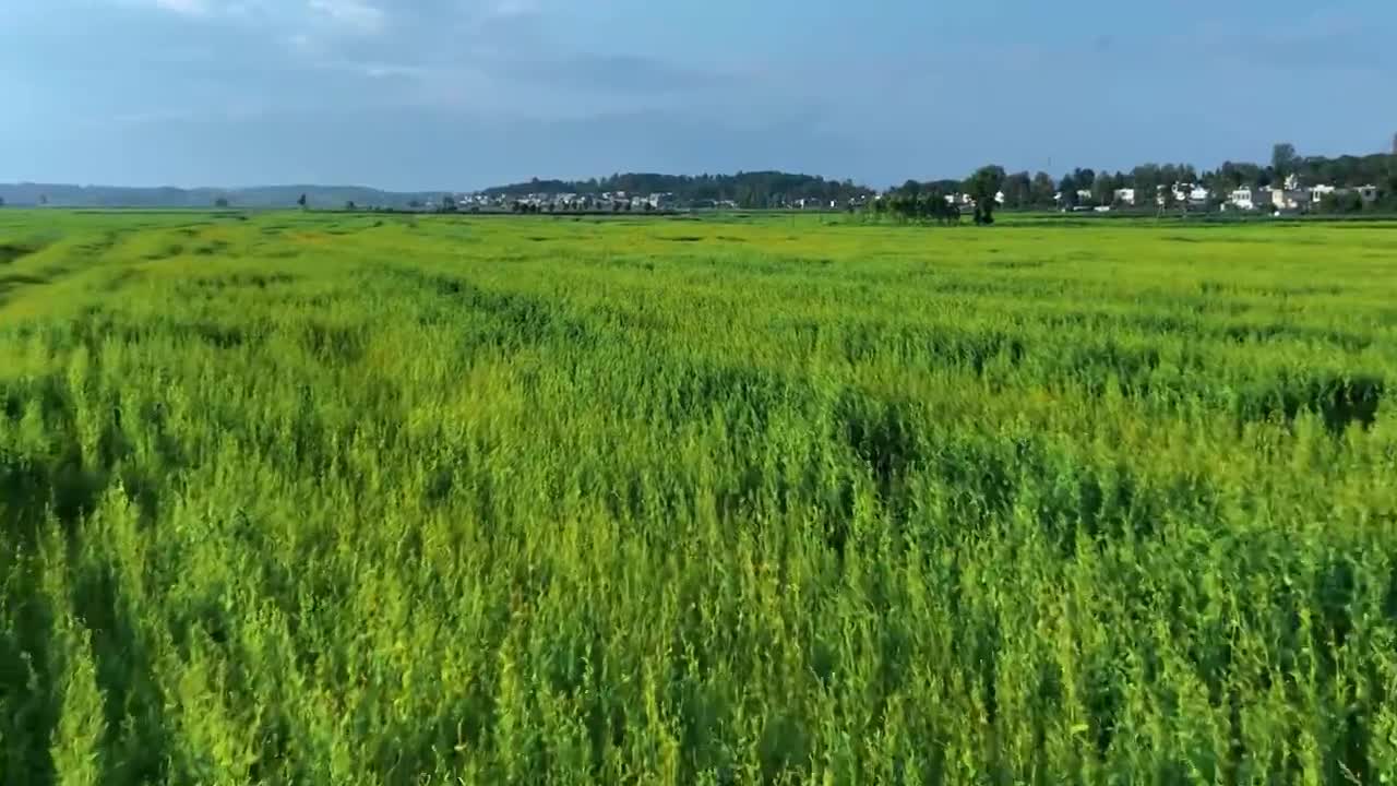 贵州省威宁县草海景区荞花盛开花朵视频素材