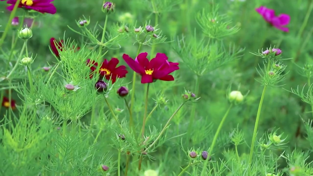 贵州省威宁县草海景区荞花盛开花朵视频素材