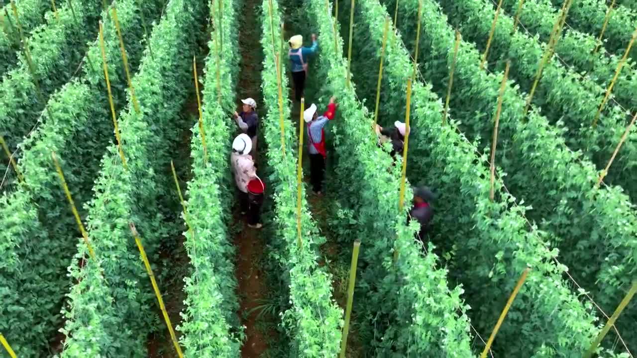 贵州省荷兰豆豌豆航拍农业种植视频下载