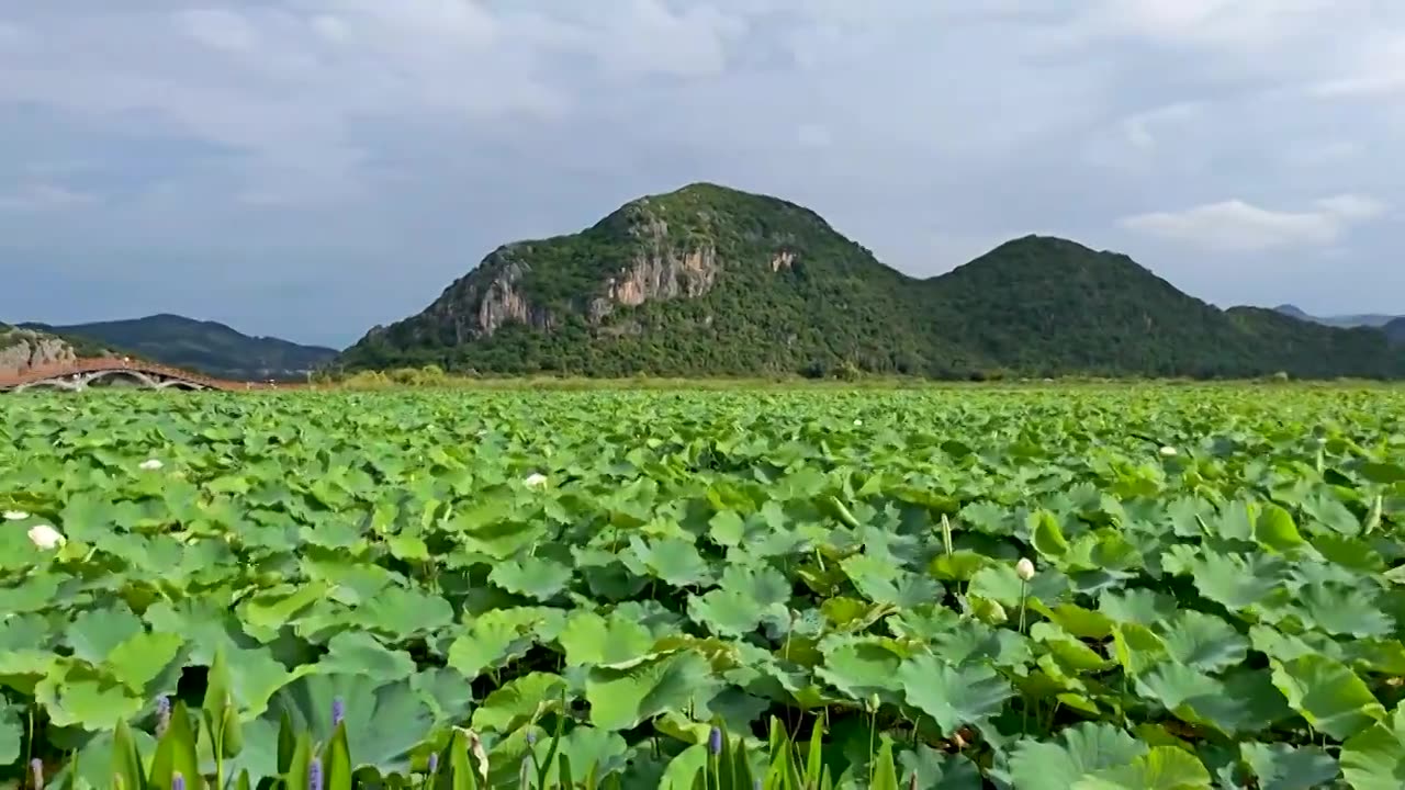 云南普者黑风景区视频素材