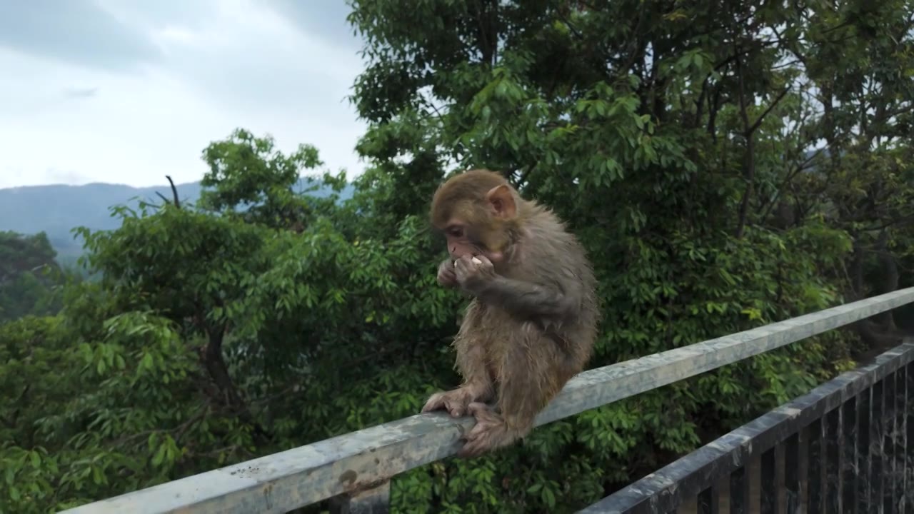 猕猴吃香蕉猴子生活场景背景视频下载