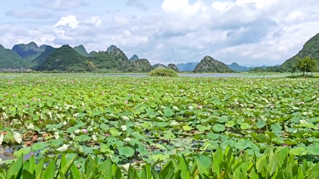 普者黑视频合集视频素材