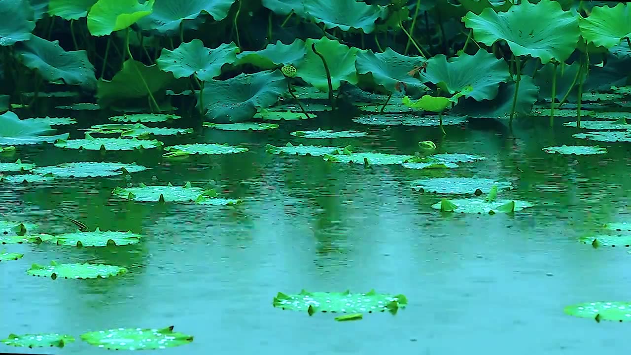 雨中荷花视频下载