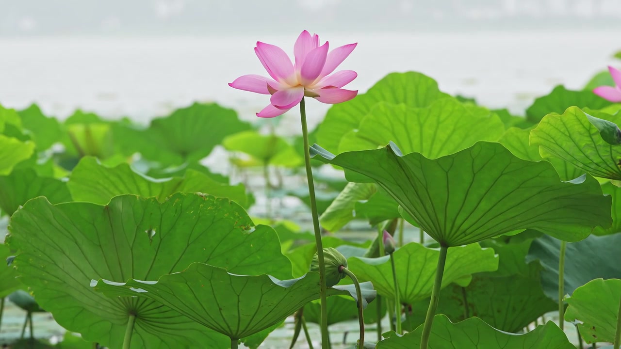 北京夏天颐和园荷花视频素材