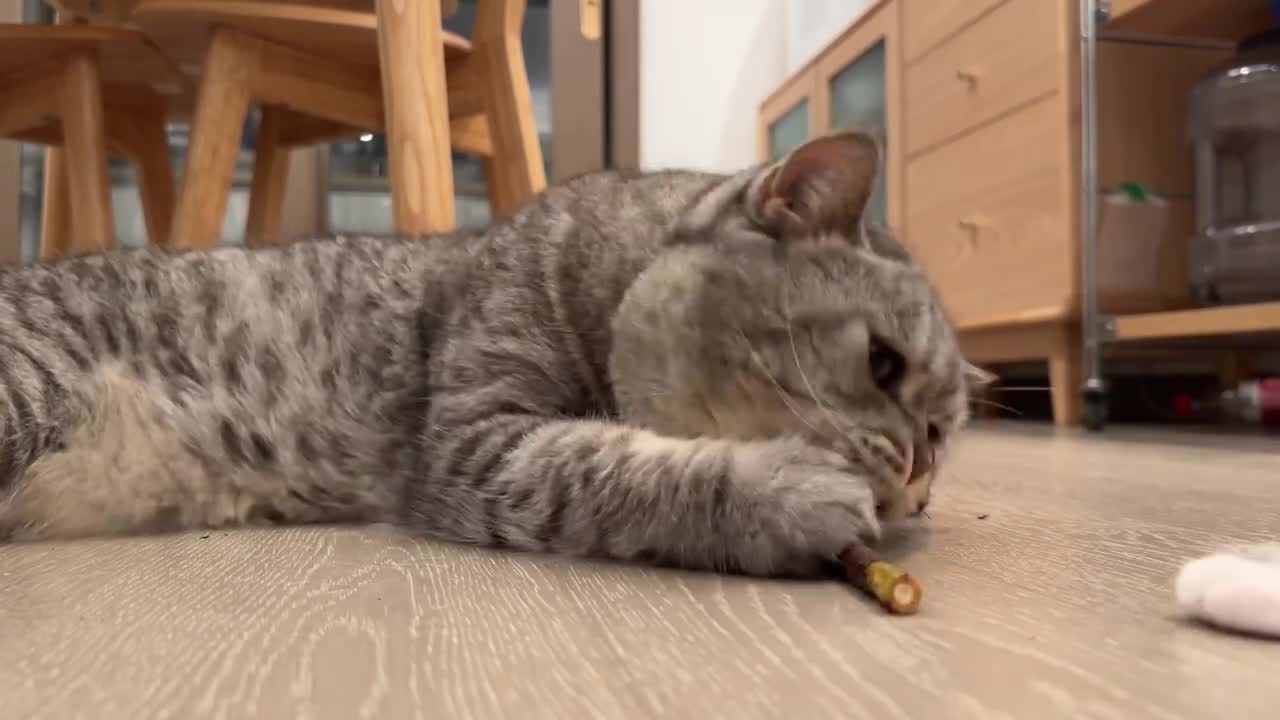 手机拍摄的猫咪啃食磨牙棒的画面视频下载