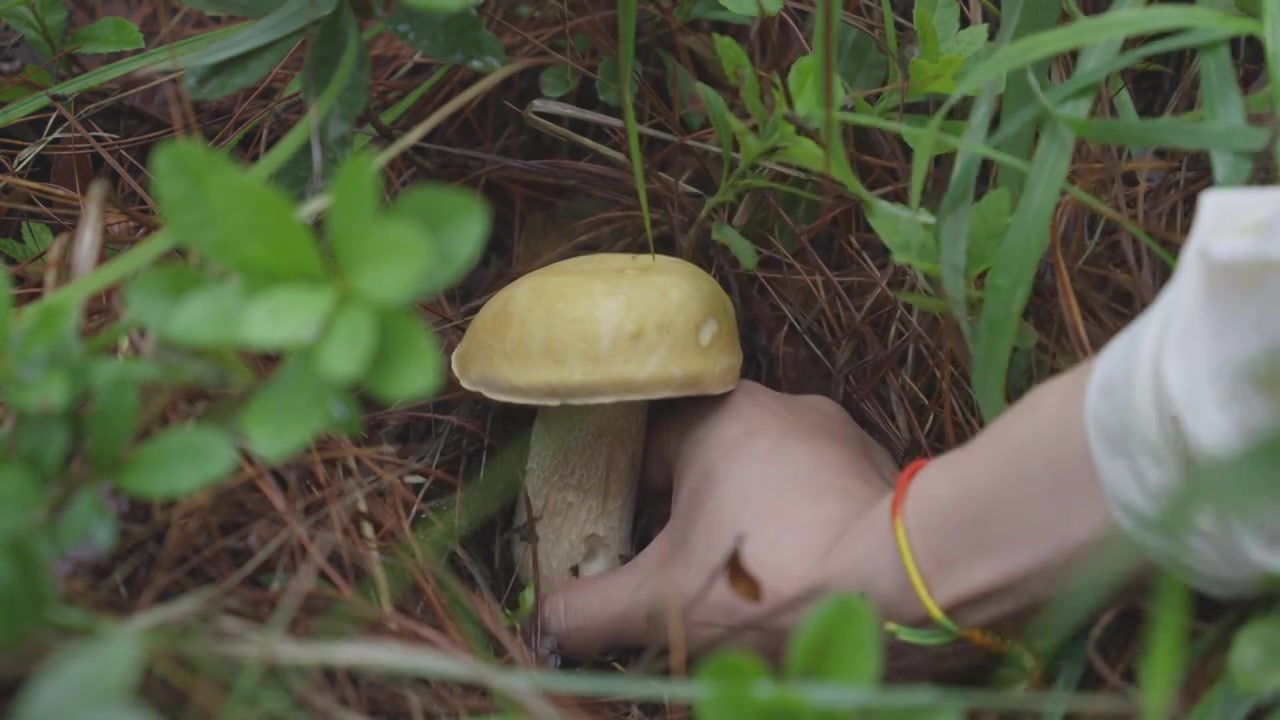 采摘云南野生牛肝菌视频下载