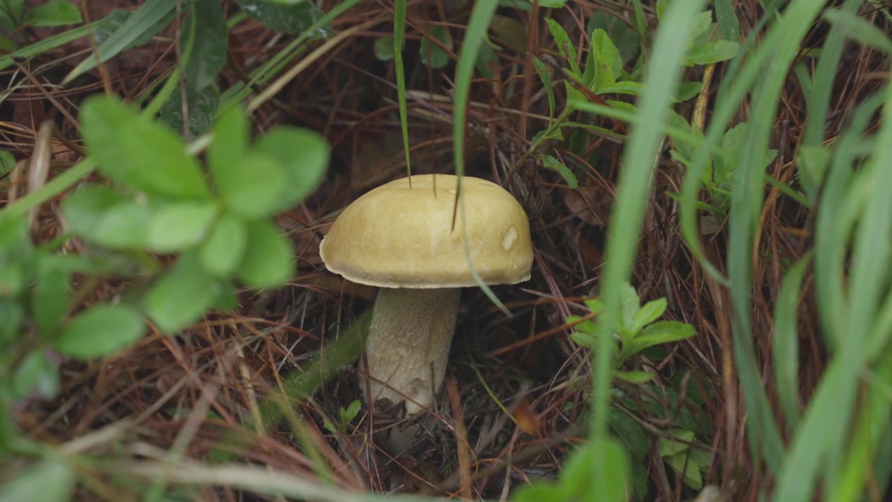 夏天云南森林中的野生牛肝菌视频素材