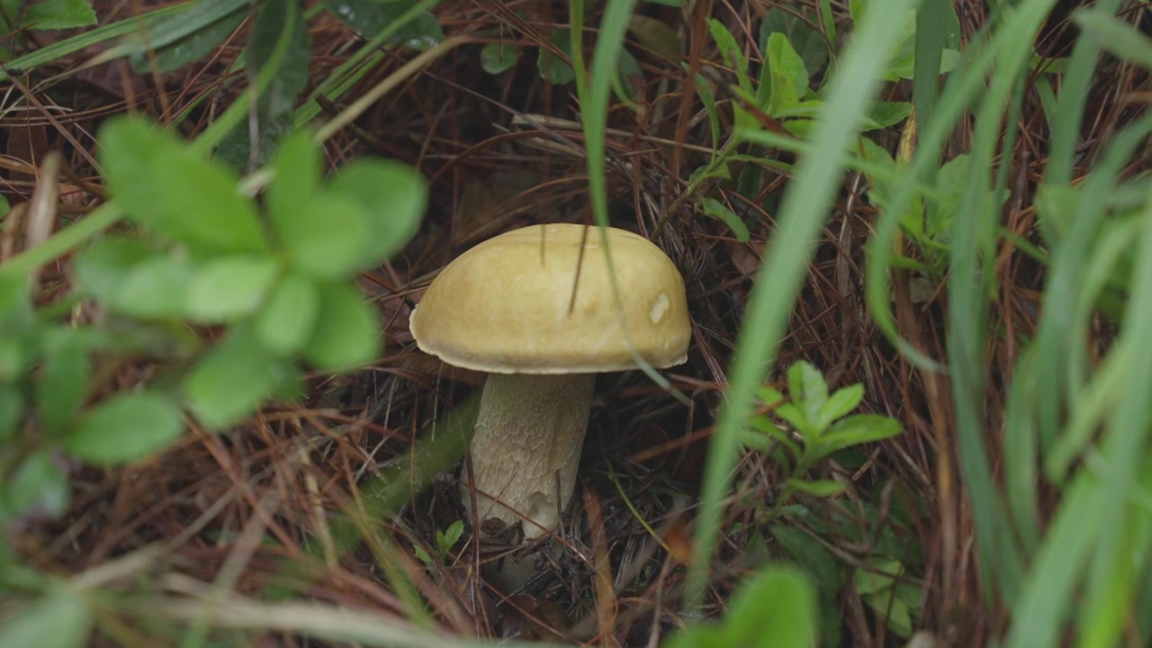 夏天云南森林中的野生牛肝菌视频下载