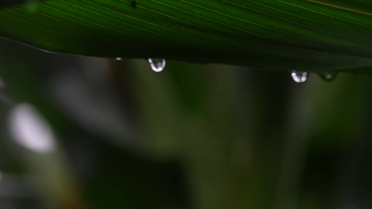 雨天，庄稼地里的玉米空镜头视频素材