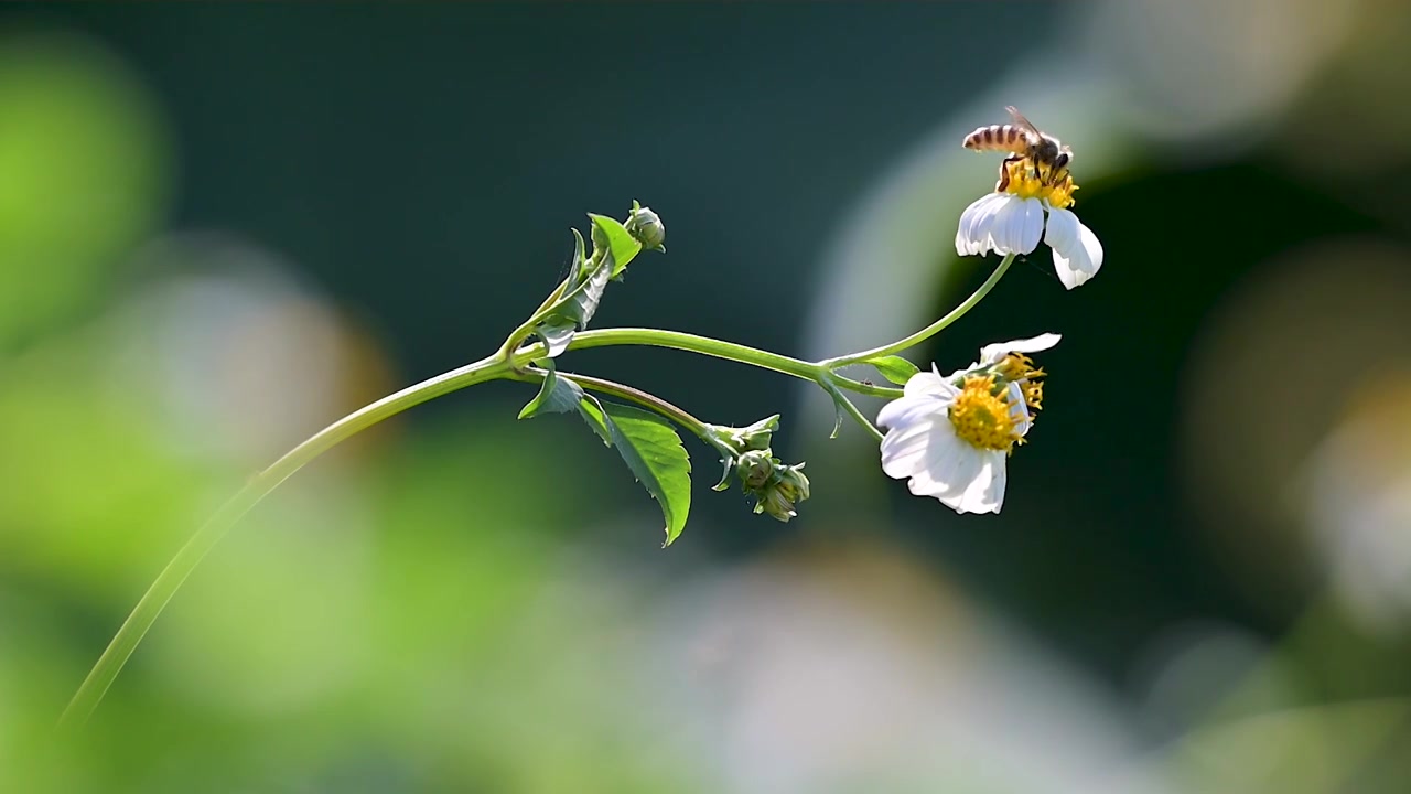 开花的鬼针草在风在摇摆   蜜蜂飞在鬼针草采蜜   花儿和蜜蜂视频素材