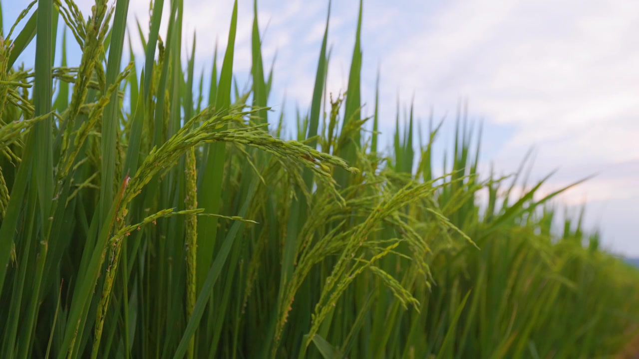 优质水稻种植生长 抽穗的水稻 乡村振兴视频素材