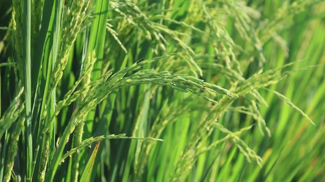 优质水稻种植生长 抽穗的水稻 乡村振兴视频素材