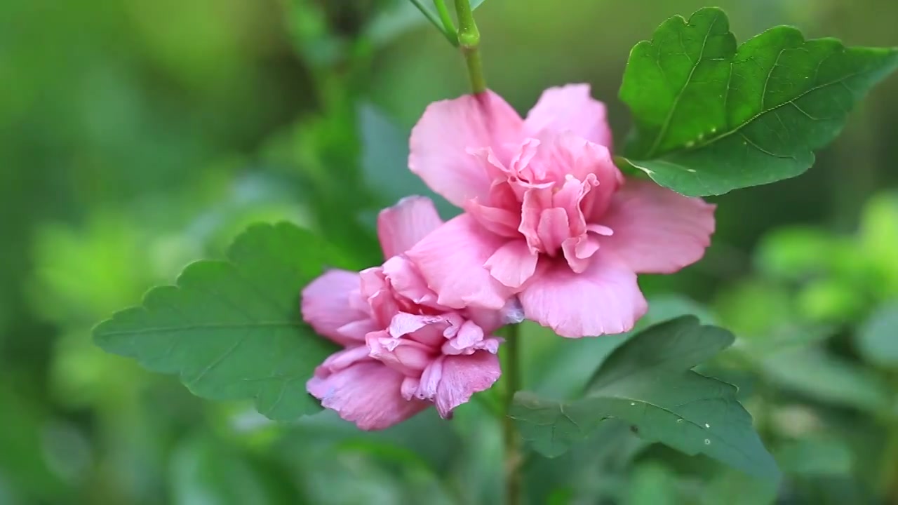 粉色的木槿花视频下载