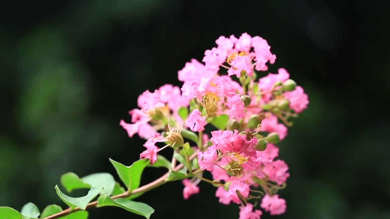 夏天盛开的紫薇花视频素材