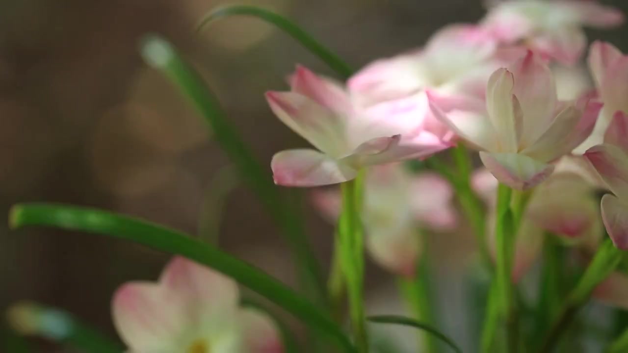 夏季暴风雨后盛开的粉色风雨兰-胖丽丽视频下载