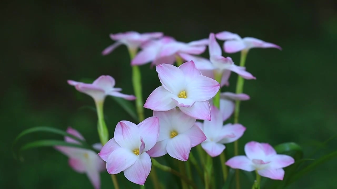 夏季暴风雨后盛开的粉色风雨兰-胖丽丽视频下载