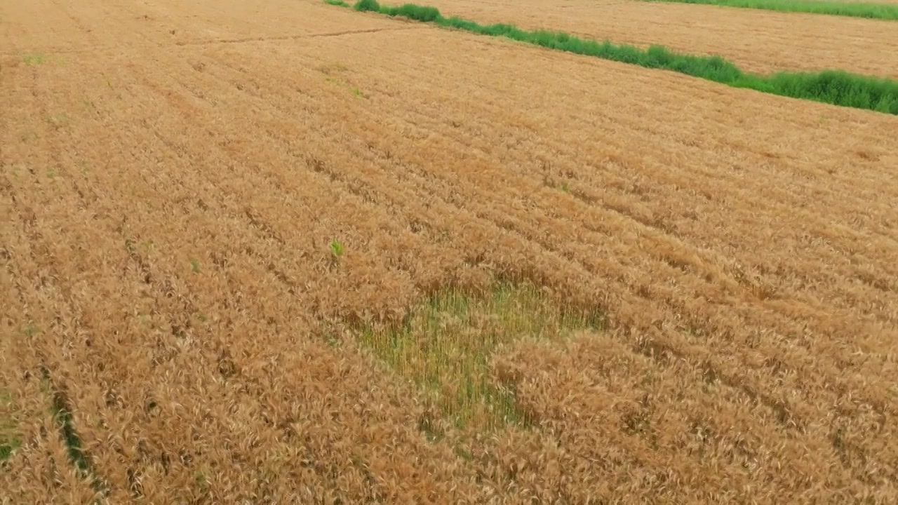 丰收的季节视频素材