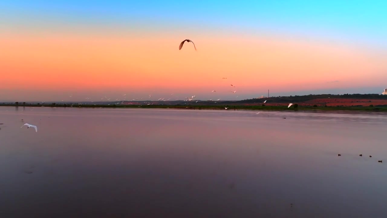 黄河上空的飞鸟视频素材