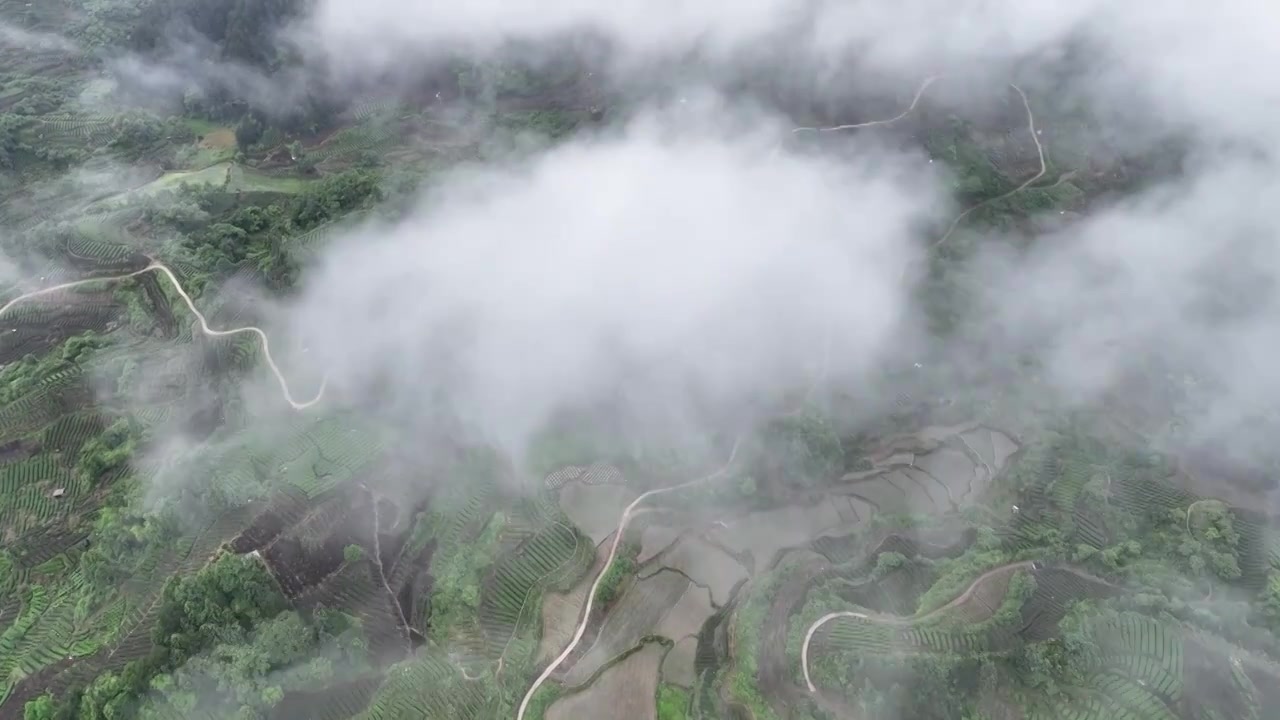 航拍贵州省遵义市湄潭县相间在山间的茶园视频素材