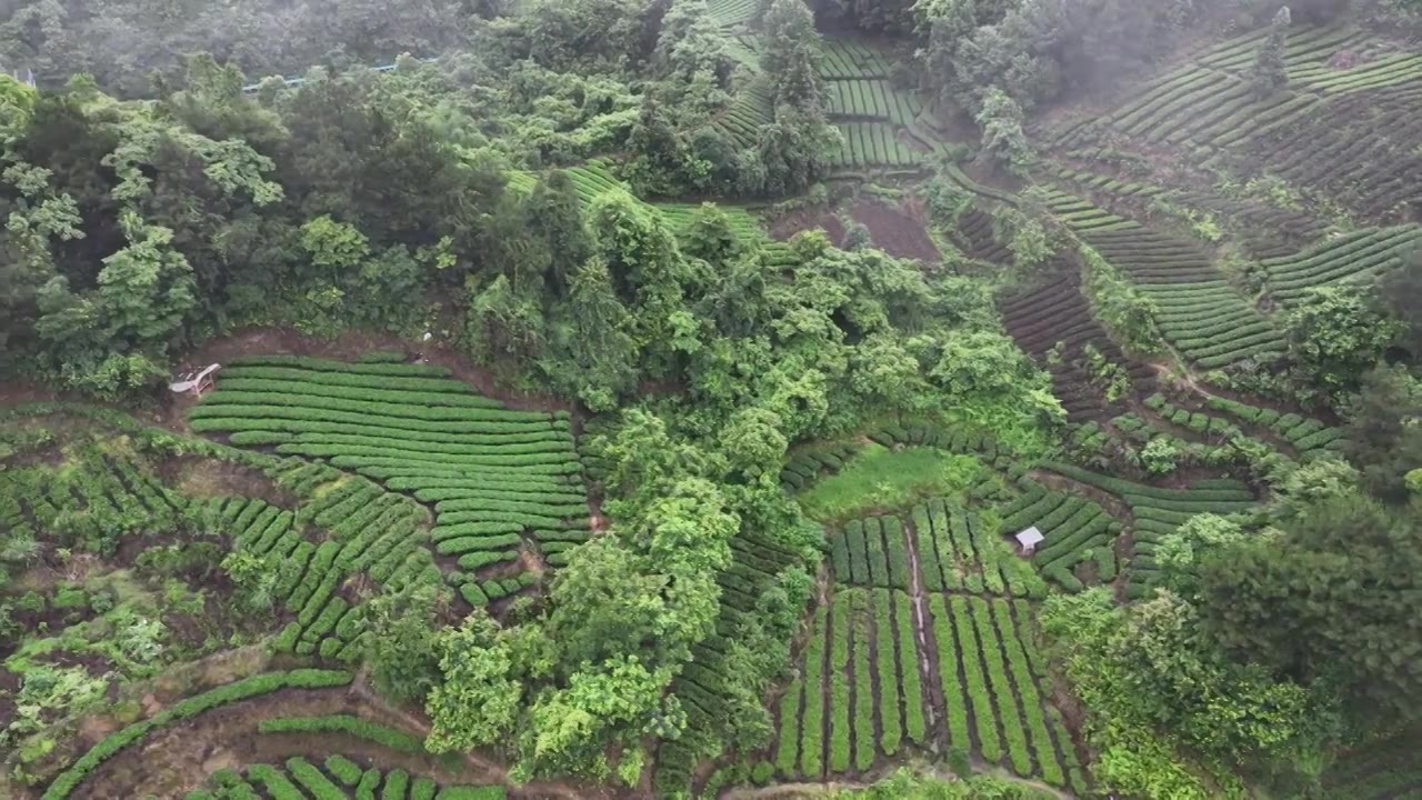 航拍贵州省遵义市湄潭县相间在山间的茶园视频素材