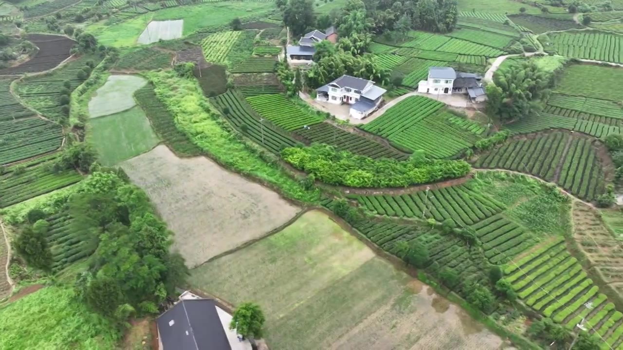 航拍贵州省遵义市湄潭县相间在山间的茶园视频素材