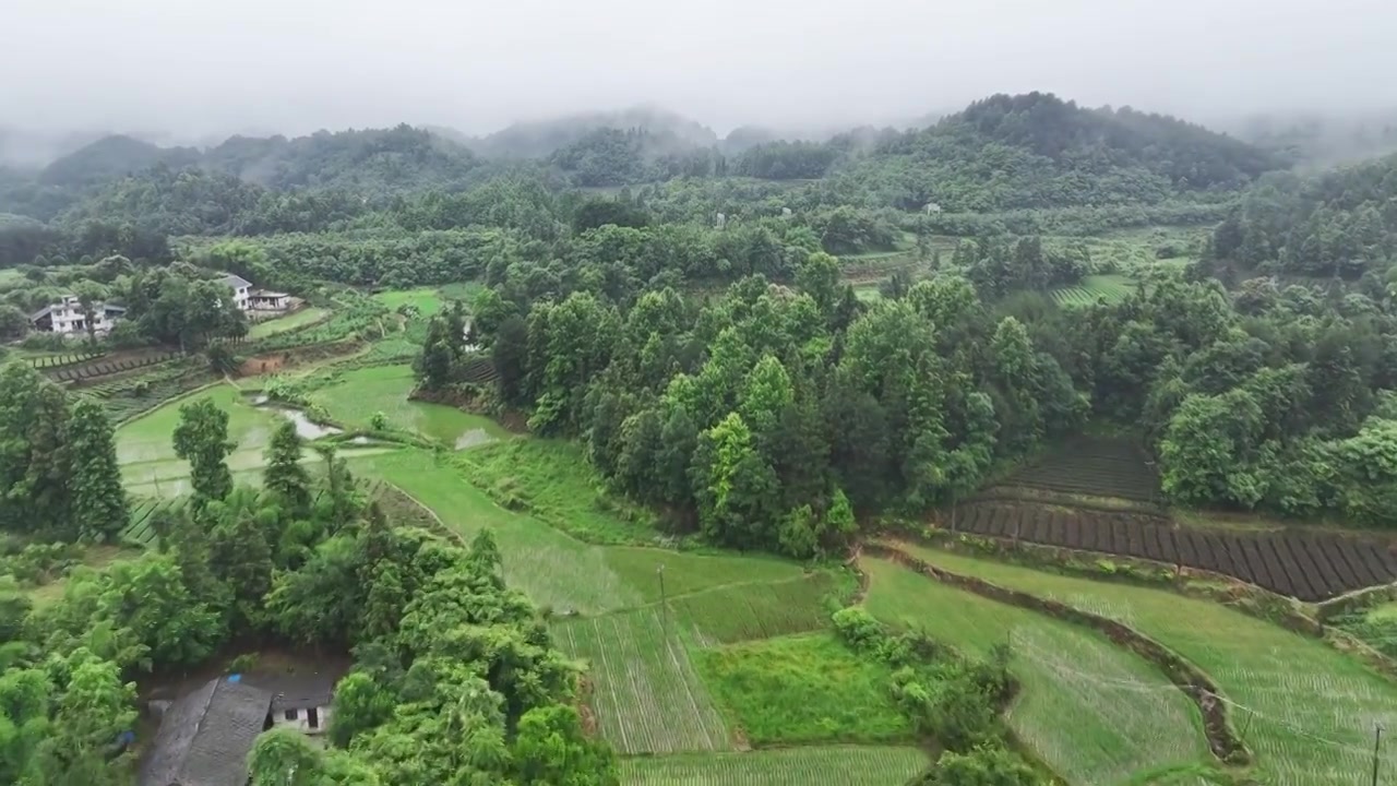 航拍贵州省遵义市湄潭县相间在山间的茶园视频素材