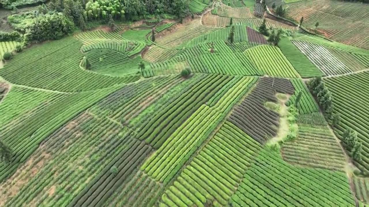 航拍贵州省遵义市湄潭县相间在山间的茶园视频素材