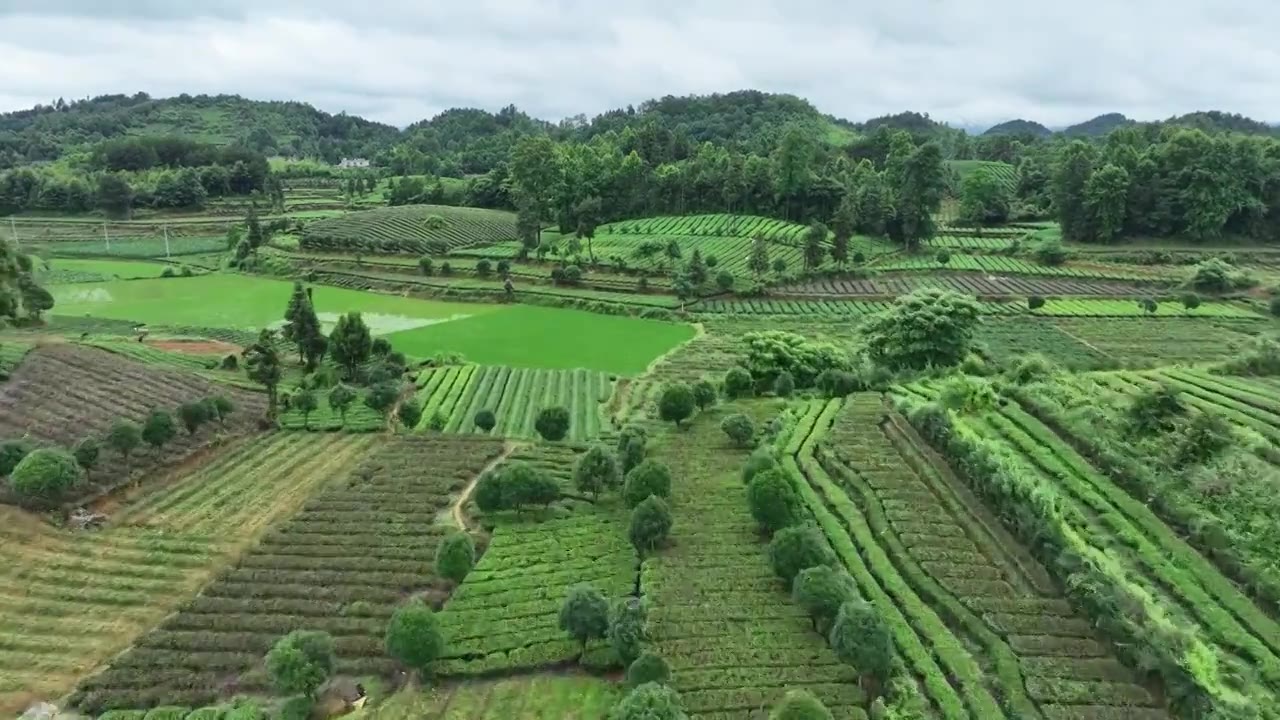 航拍贵州省遵义市湄潭县相间在山间的茶园视频素材