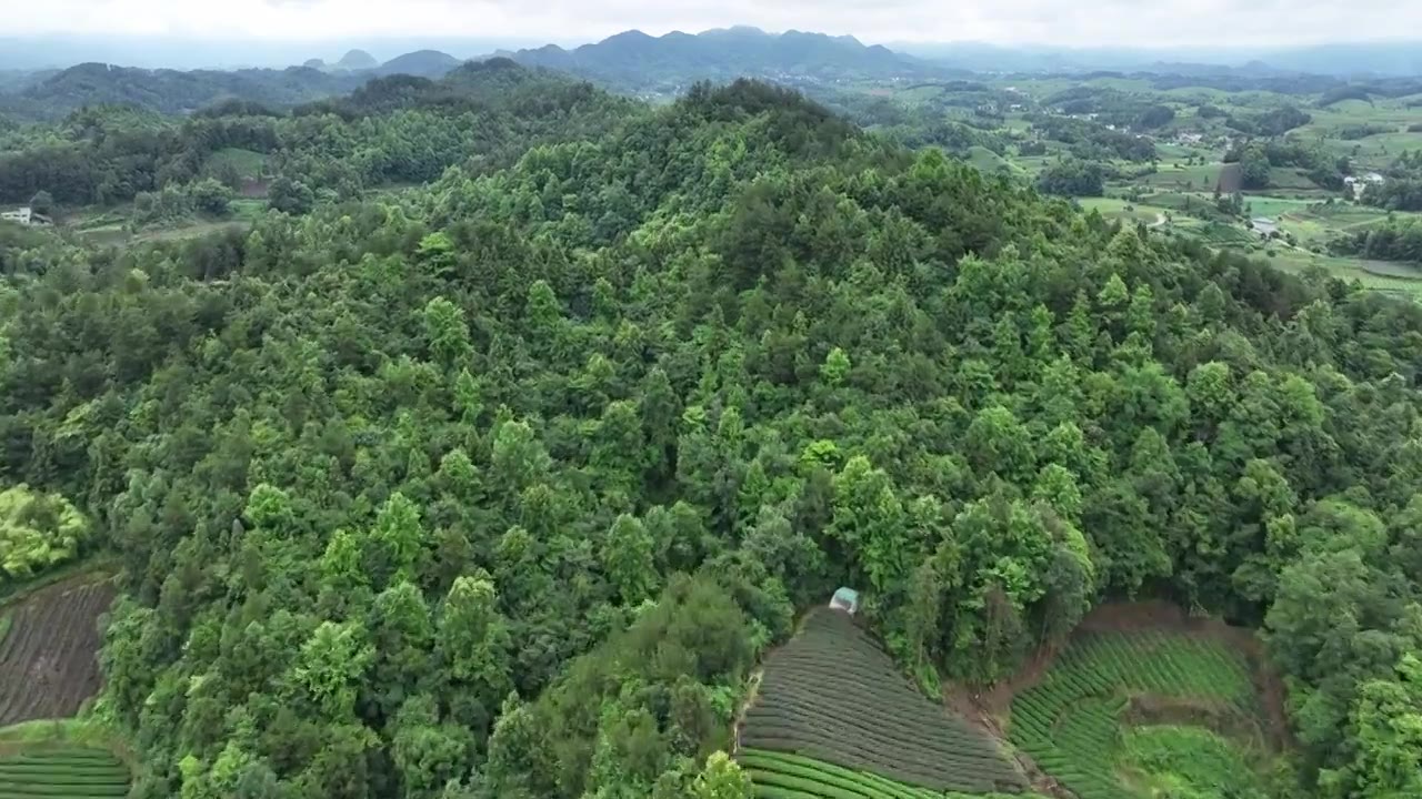 航拍贵州省遵义市湄潭县相间在山间的茶园视频素材