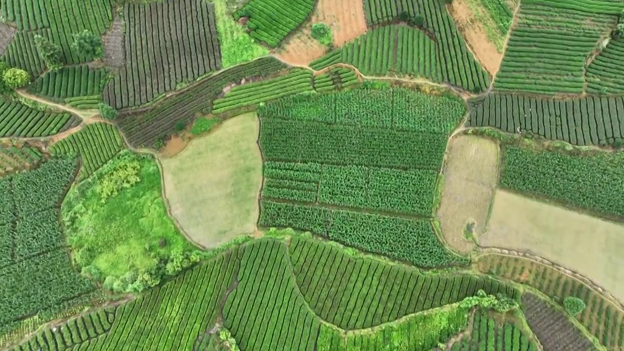 航拍贵州省遵义市湄潭县相间在山间的茶园视频素材