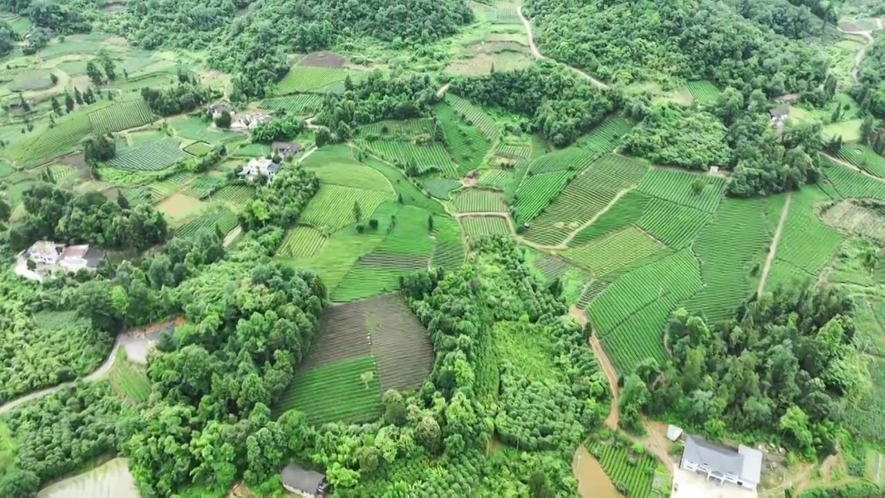 航拍贵州省遵义市湄潭县相间在山间的茶园视频素材