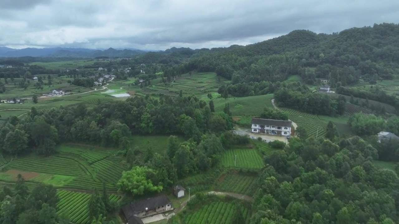 航拍贵州省遵义市湄潭县相间在山间的茶园视频素材