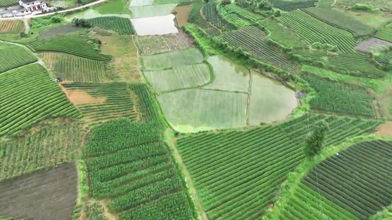 航拍贵州省遵义市湄潭县相间在山间的茶园视频素材