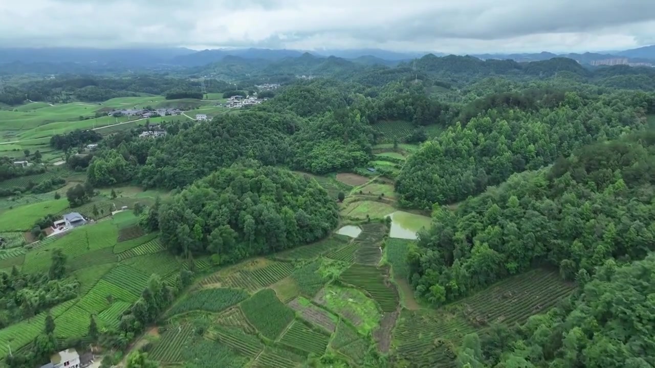 航拍贵州省遵义市湄潭县相间在山间的茶园视频素材