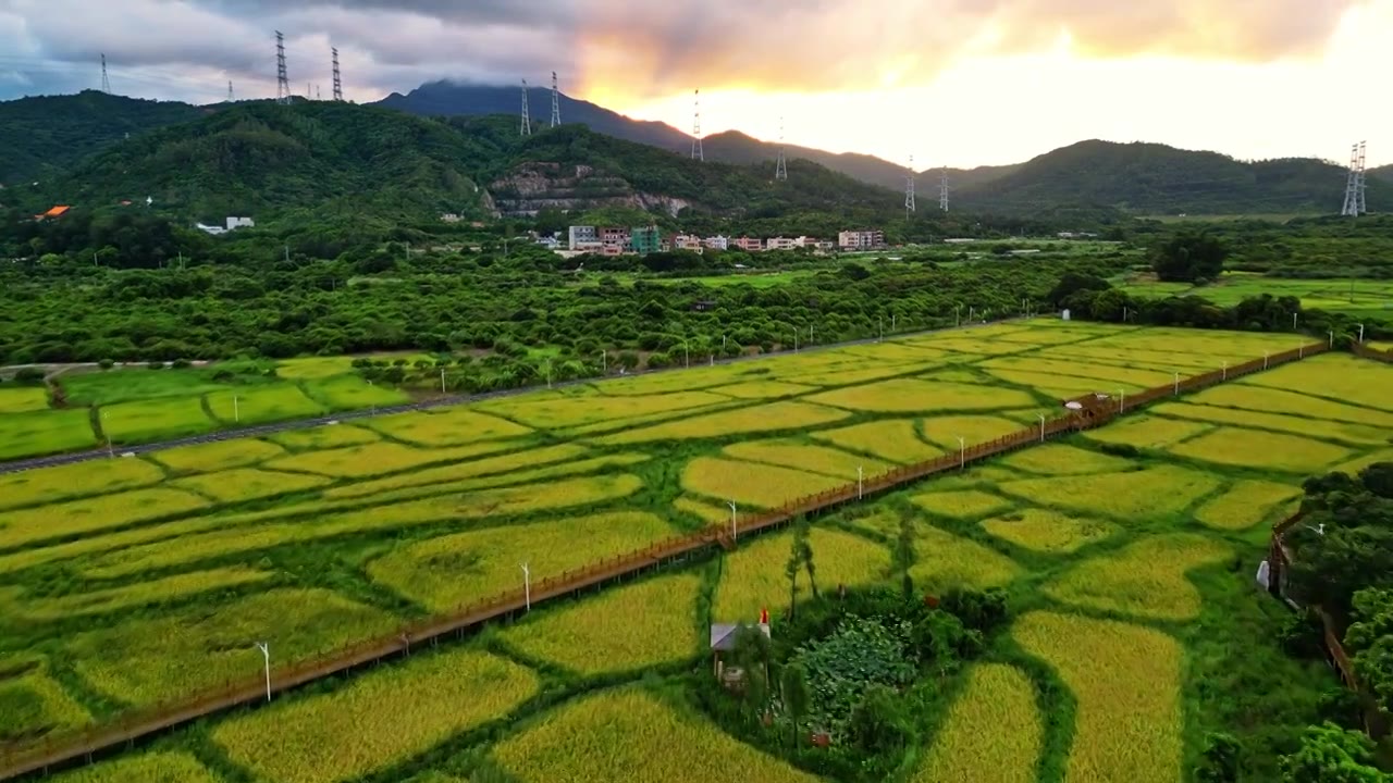 一带一路，稻田秋收，航拍惠州大亚湾稻田风光图视频素材