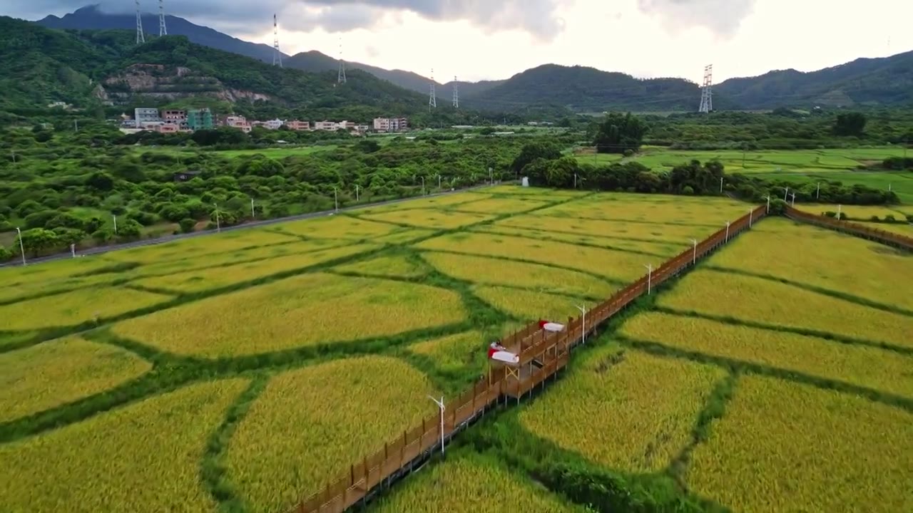 一带一路，稻田秋收，航拍惠州大亚湾稻田风光图视频素材