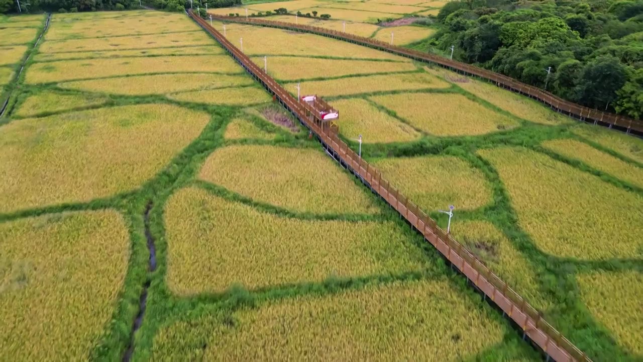 一带一路，稻田秋收，航拍惠州大亚湾稻田风光图视频素材