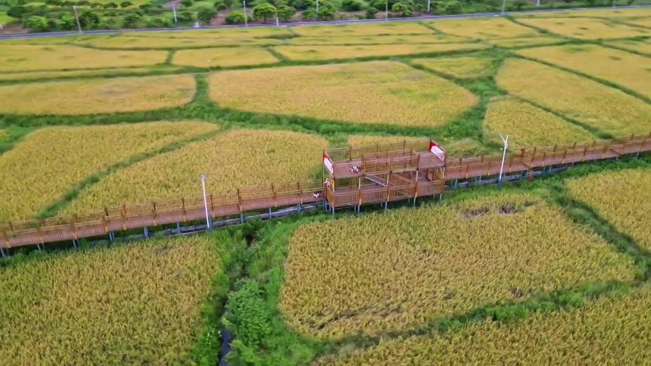 一带一路，稻田秋收，航拍惠州大亚湾稻田风光图视频素材