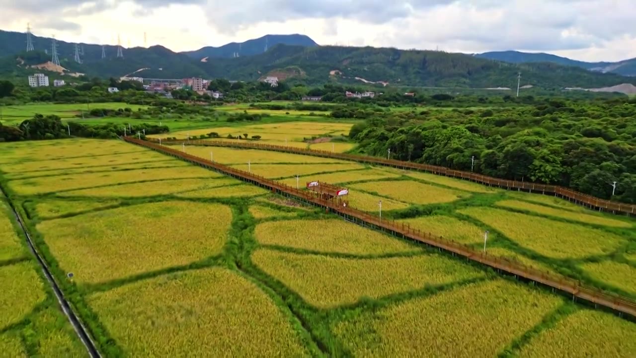 一带一路，稻田秋收，航拍惠州大亚湾稻田风光图视频素材