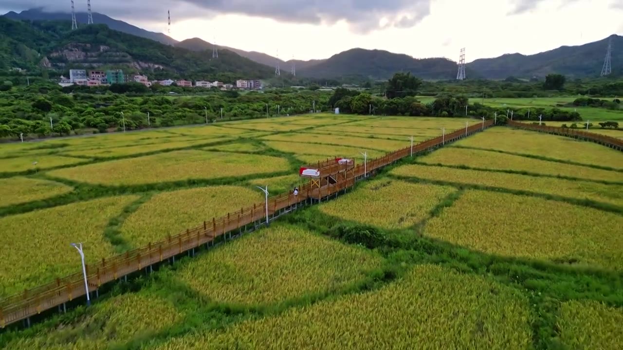 一带一路，稻田秋收，航拍惠州大亚湾稻田风光图视频素材