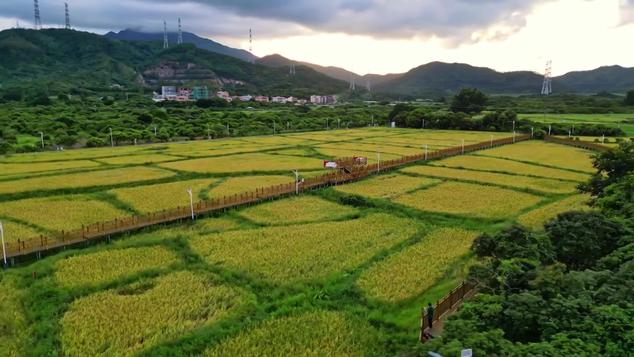 一带一路，稻田秋收，航拍惠州大亚湾稻田风光图视频素材